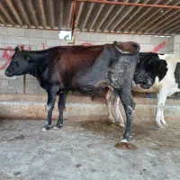 تلیسه شیری شکم اول دو دندان گاو گوساله|حیوانات مزرعه|گمیشان, |دیوار