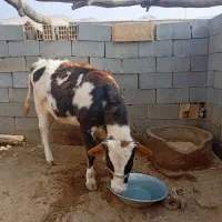 گوساله شیری ماده سیمیتال