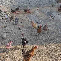 فروش تعدادی مرغ و خروس تخم گذار