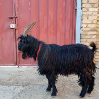 دوبور ، نربزترکی شیرازی