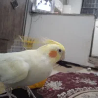 یه جفت عروس هلندی یکی کاملاً دستی با قفس|پرنده|تاکستان, |دیوار