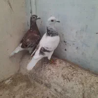 یک جفت سار اوقون وقورگی  یک صید