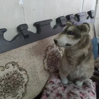 سگ هاپو|اسباب‌بازی بچه|اسلام‌شهر, مظفریه|دیوار