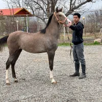 اسب نریان کره شجره دار