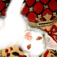سرپرستی|گربه|شهر ری, جوانمرد قصاب|دیوار
