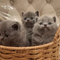 شورت هیر طوسی