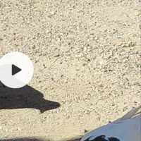 طوقی|پرنده|محمدشهر, سیدآباد|دیوار