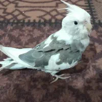 جوجه عروس هلندی دوکت آلبینو فول دستی