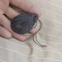 هبهاب