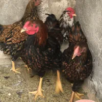 تخم نطفه دار ویاندوت