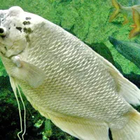 گورامی جاینت (در دو نوع مختلف)