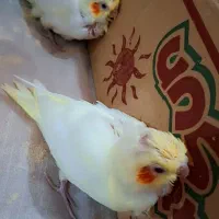 جوجه عروسی هلندی