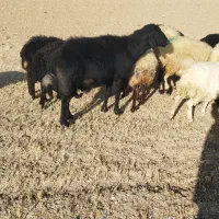 فروش یک عدد قوچ قزل سه سال|حیوانات مزرعه|کرفتو, |دیوار