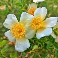 فروش نهال نسترن سفید معطر و گل محمدی میمند