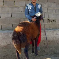 بره قوچ پیشانی سفید