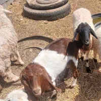 یک بزه ماده و یک میشه بره نره