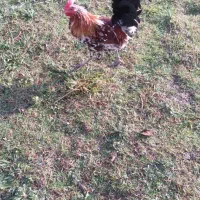 فروش یا معاوضه گلین فقط با بره|حیوانات مزرعه|قائمشهر, |دیوار