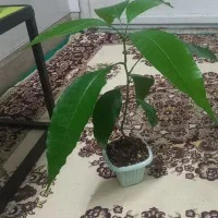 نهال انبه|گل و گیاه طبیعی|کاشان, فاز ۲ ناجی آباد|دیوار