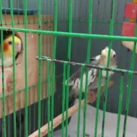 عروس نر و ماده همراه قفس و لانه