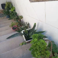 گلها خوب کبودجا دونه ۳۰تومان|گل و گیاه طبیعی|ابهر, |دیوار