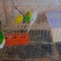 مرغ عشق خوب