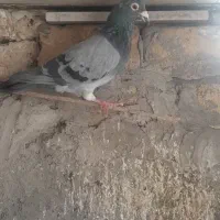 آلمانی معاوضه با دم چتری یا سرور ماده|پرنده|مشهد, میعاد (شهرک غرب)|دیوار