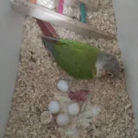 گرینچیک یلوساید مولدواقعی|پرنده|قائمشهر, |دیوار