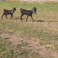 دو عدد بزغاله ماده  پاکستان