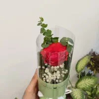 گل رز/تک شاخه/بوکت|گل و گیاه طبیعی|قم, میرزائیه|دیوار