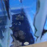 لجن خوار|ماهی|زابل, |دیوار