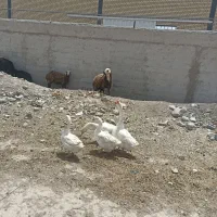 قوقاز اکراینی اصل منگولی|حیوانات مزرعه|چهارباغ, |دیوار