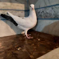 کبوتر نر دم سیاه