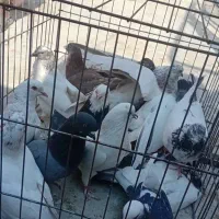 کفتر|پرنده|بندرعباس, |دیوار