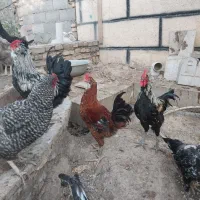 مرغ و خروس