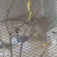 باسلام تعدادی پرنده|پرنده|ماهدشت, |دیوار