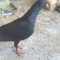کبوتر ماده خوشکل|پرنده|رفسنجان, |دیوار