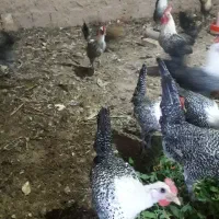 تخم مرغ نطفه دار براکل