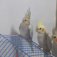 عروس هلندی 3ماهه|پرنده|رشت, جانبازان|دیوار