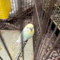 یه جفت مرغ عشق