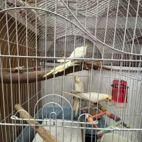 عروس هلندی لوتینو جفت خورده دستی