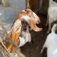 کهره|حیوانات مزرعه|قشم, |دیوار