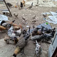 فروش انواع مرغ محلی وجوجه مرغ