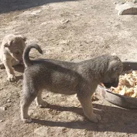 توله نر پشدر 2ماهه|سگ|صومای برادوست, |دیوار