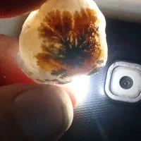 سنگ راف شجر قاین