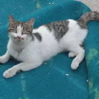 گربه دی اس اچ