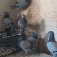 کبوتر مسافتی|پرنده|عجب شیر, |دیوار