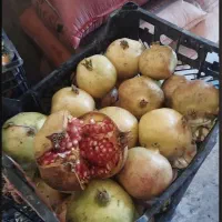انار تازه
