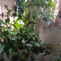 استند گلدان|گل و گیاه طبیعی|بروجرد, |دیوار