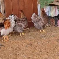 تخم نطفه دار ویاندوت بلورد و سیلور