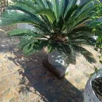 گل های زیبا|گل و گیاه طبیعی|رشت, معلولین|دیوار